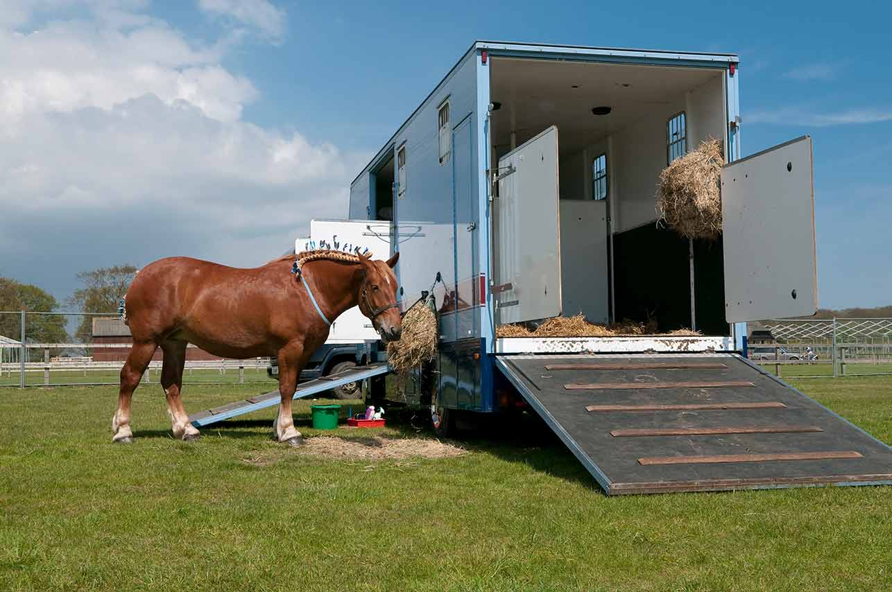 Brexit: Welche Regeln gelten für die Einfuhr oder Ausfuhr lebender Tiere ins Vereinigte Königreich?