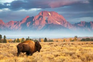 États-Unis - Wyoming : Nouvelles réglementations sur la vente en ligne