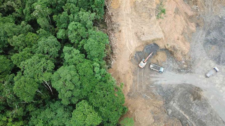 Déforestation : l’Union européenne renforce ses exigences douanières